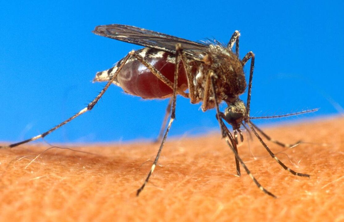 picadura de mosquito como vía de infección con vermes