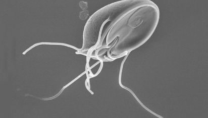 Larva de parasito