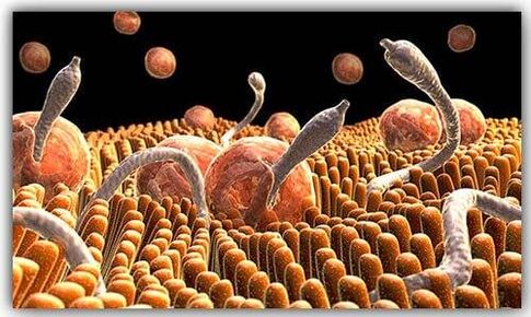 parasitos dentro do corpo